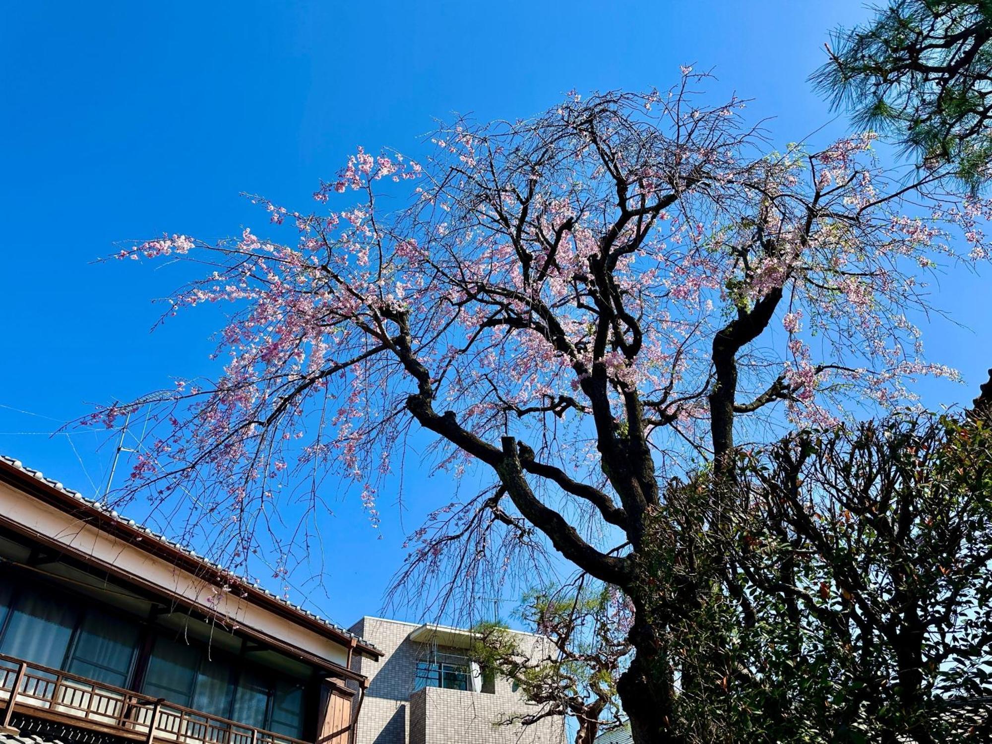 Family Or Business Travel 20 Percent Off丨200 Sqm 丨 14 Min To Shinjuku 丨century-Old Japanese Garden 丨3 Parking Spaces丨4 Bedrooms Токіо Екстер'єр фото